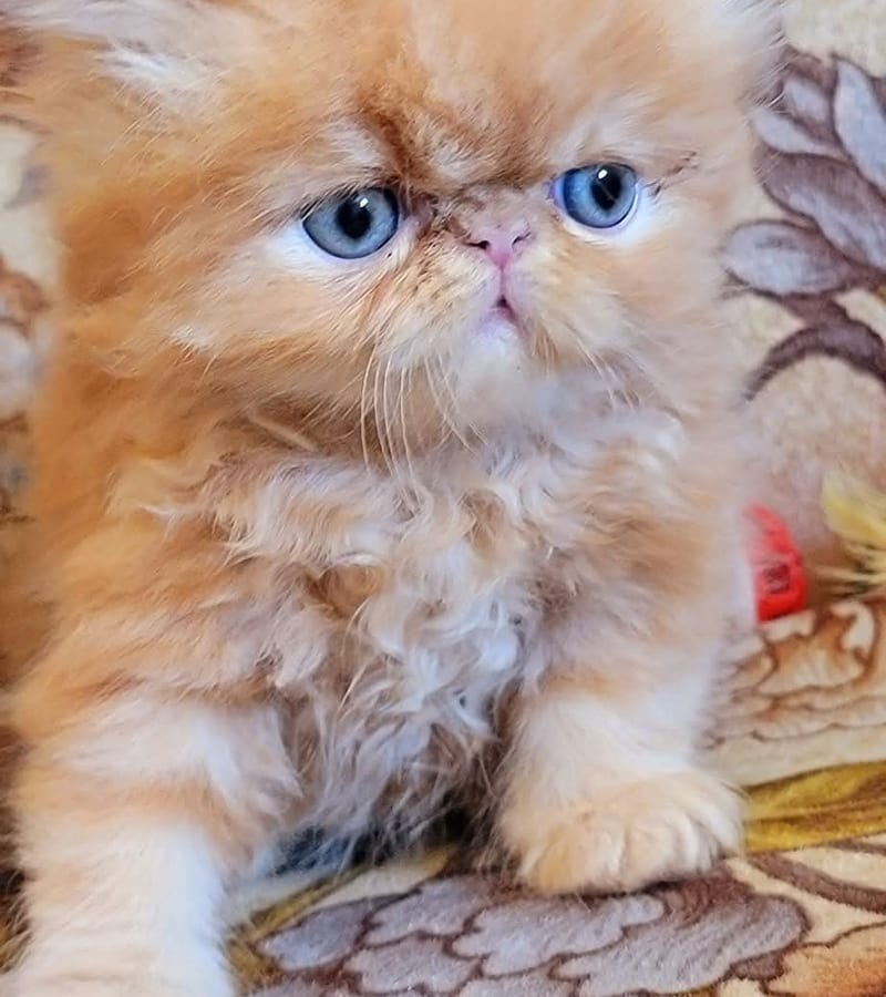 Milo, a Yahs Kitty Creations kitten, relaxing in a forever home