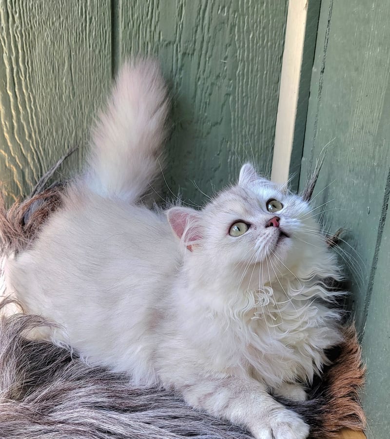 Willow, a Yahs Kitty Creations kitten, relaxing in a forever home