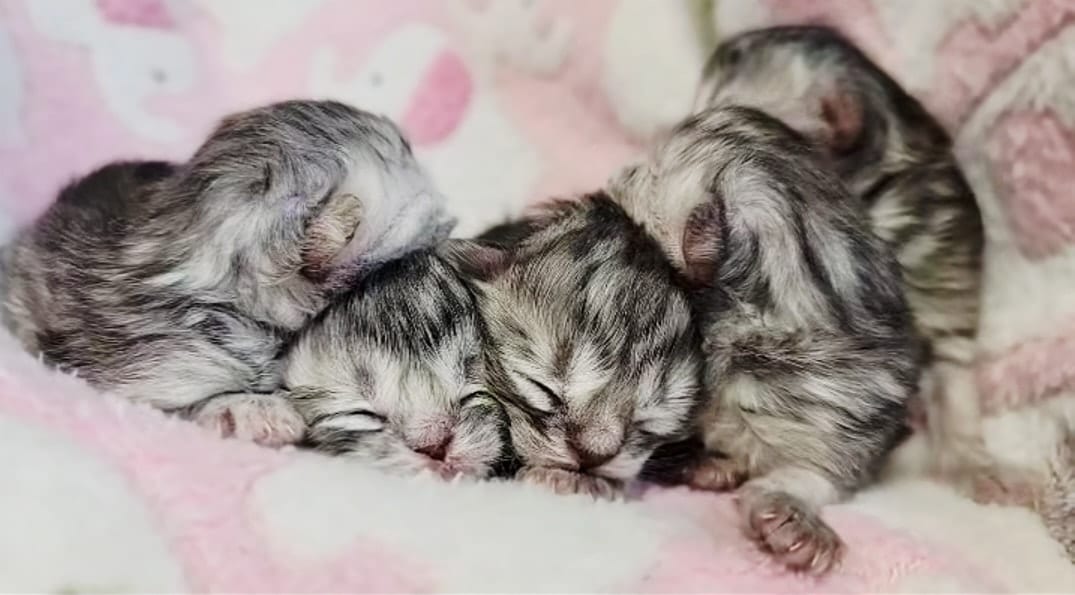 A mother cat caring for her kittens in a cozy home setting