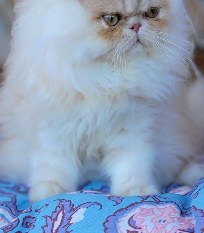 Long-haired king cat in soft natural home light