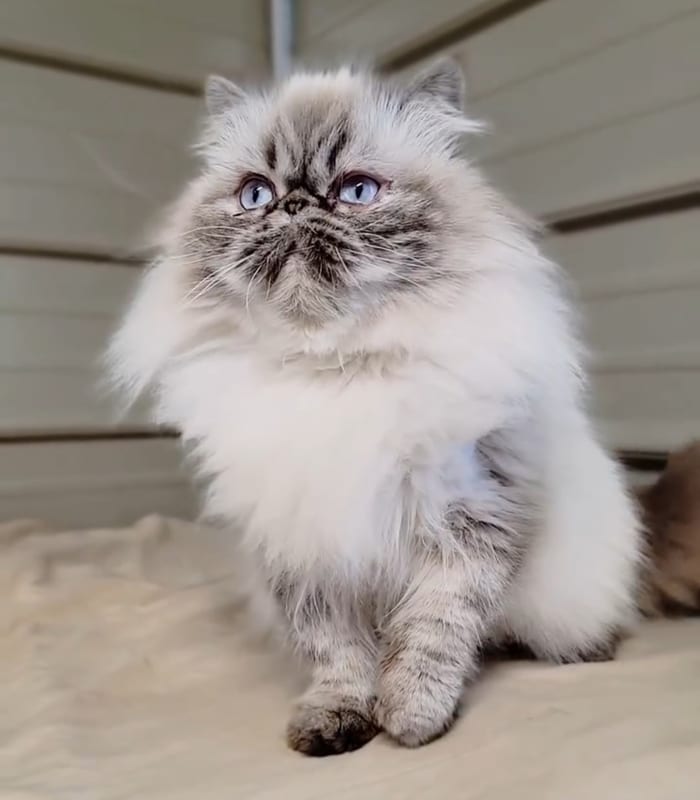 Long-haired queen cat in soft natural window light